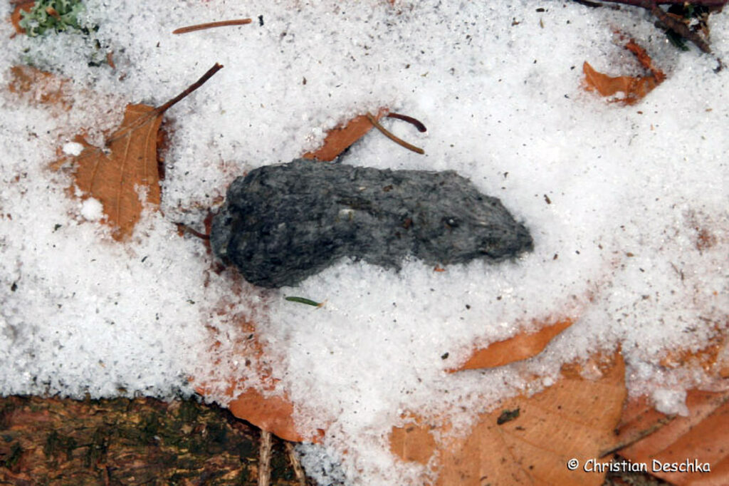 020_Tierspuren-im-Schnee.jpg 020_Tierspuren-im-Schnee