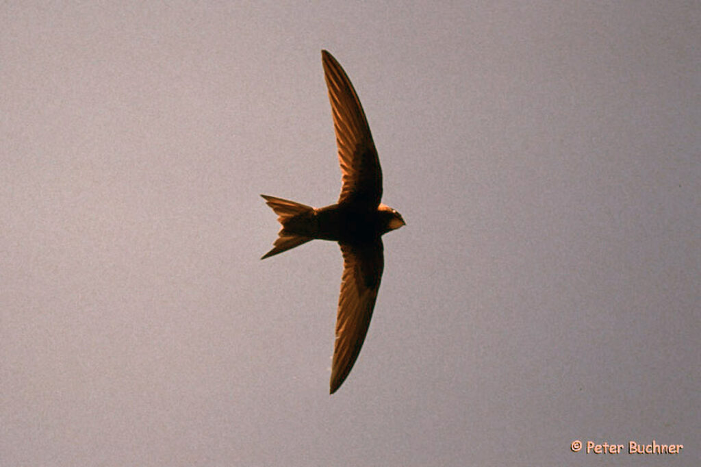 020_Voegel-an-Gebaeuden.jpg 020_Voegel-an-Gebaeuden