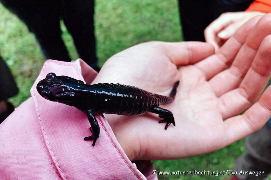 021_Alpensalamander.jpg 021_Alpensalamander