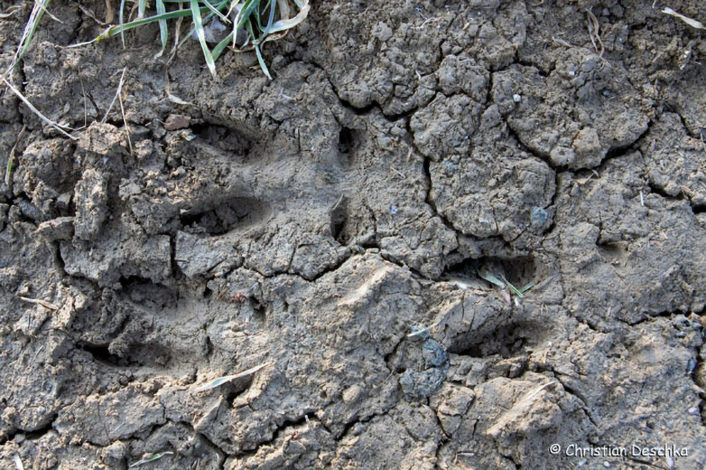 021_Tierspuren-Fotoquiz