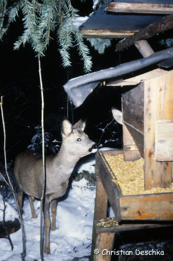 022_2_Tiere-im-Winter