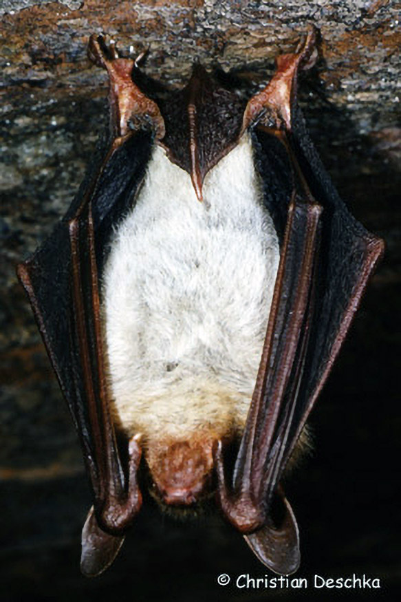 022_Fledermaeuse