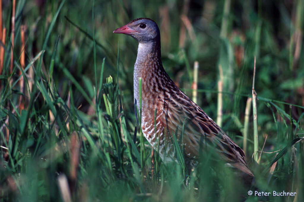 022_Jagd.jpg 022_Jagd