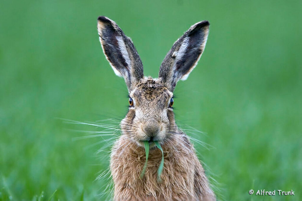Feldhase, Lepus europaeus, rabbit