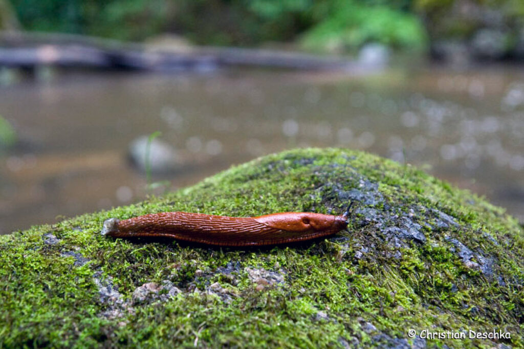 022_Naturschutzgebiet-Pesenbachtal.jpg 022_Naturschutzgebiet-Pesenbachtal