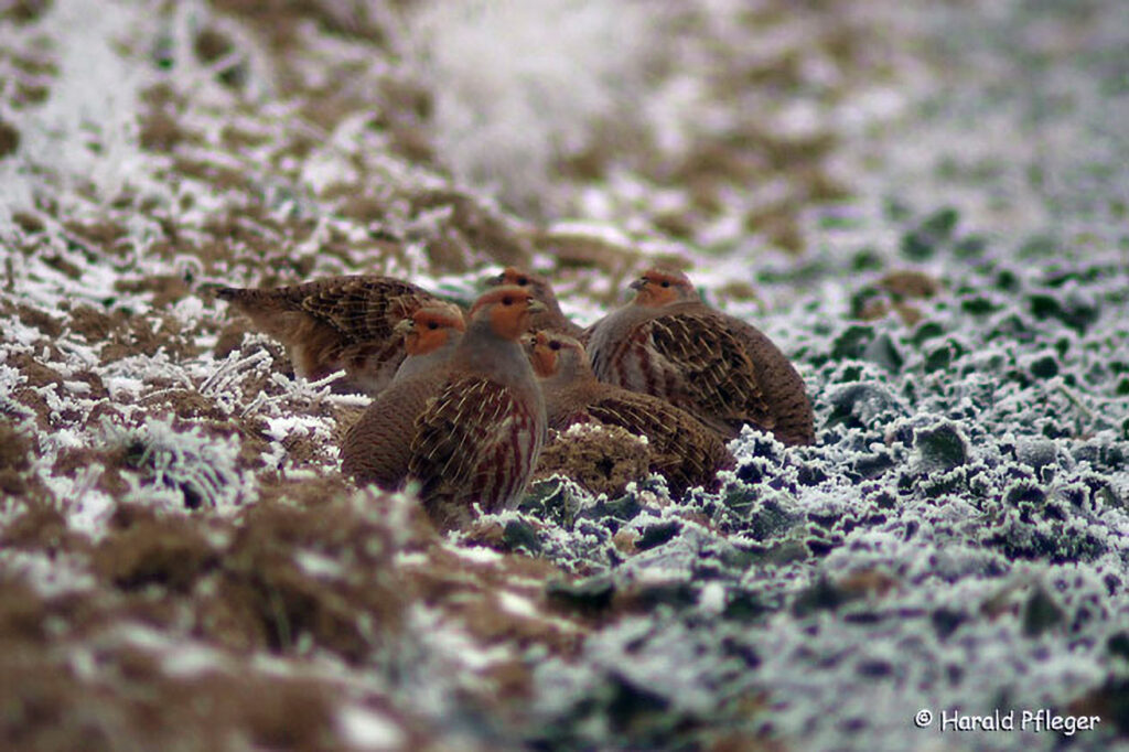 022_Pirschgang.jpg 022_Pirschgang