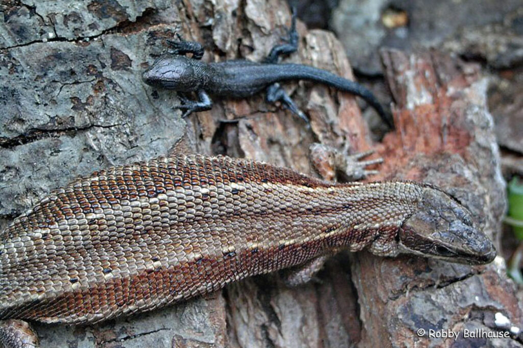 022_Reptilien