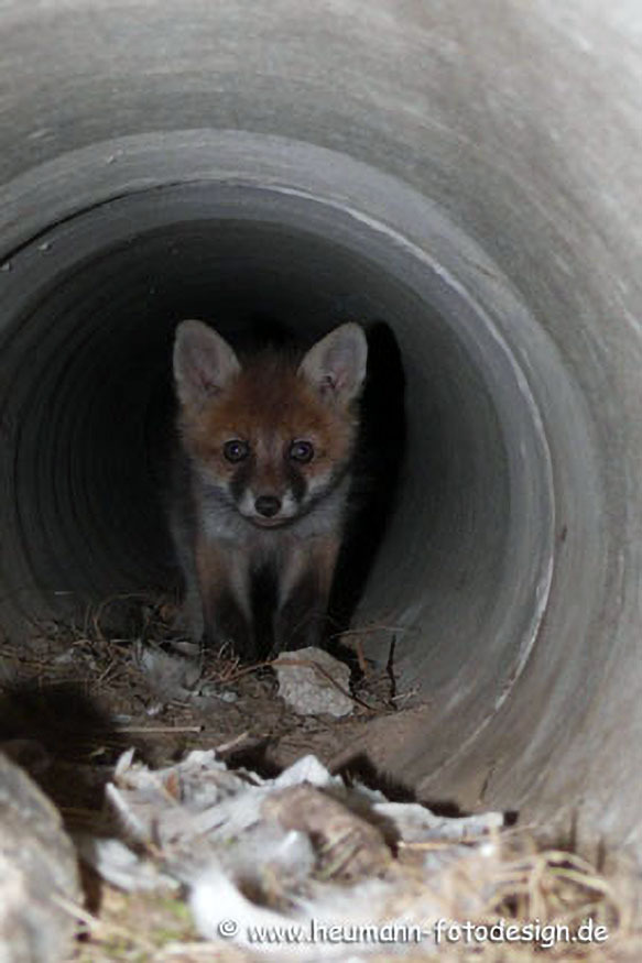 022_Rotfuchs