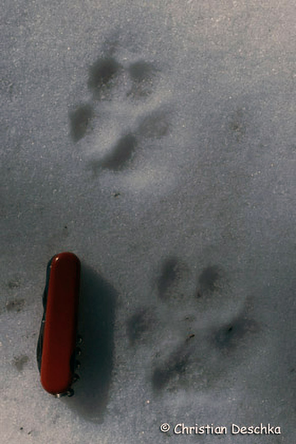 022_Tierspuren-Fotos