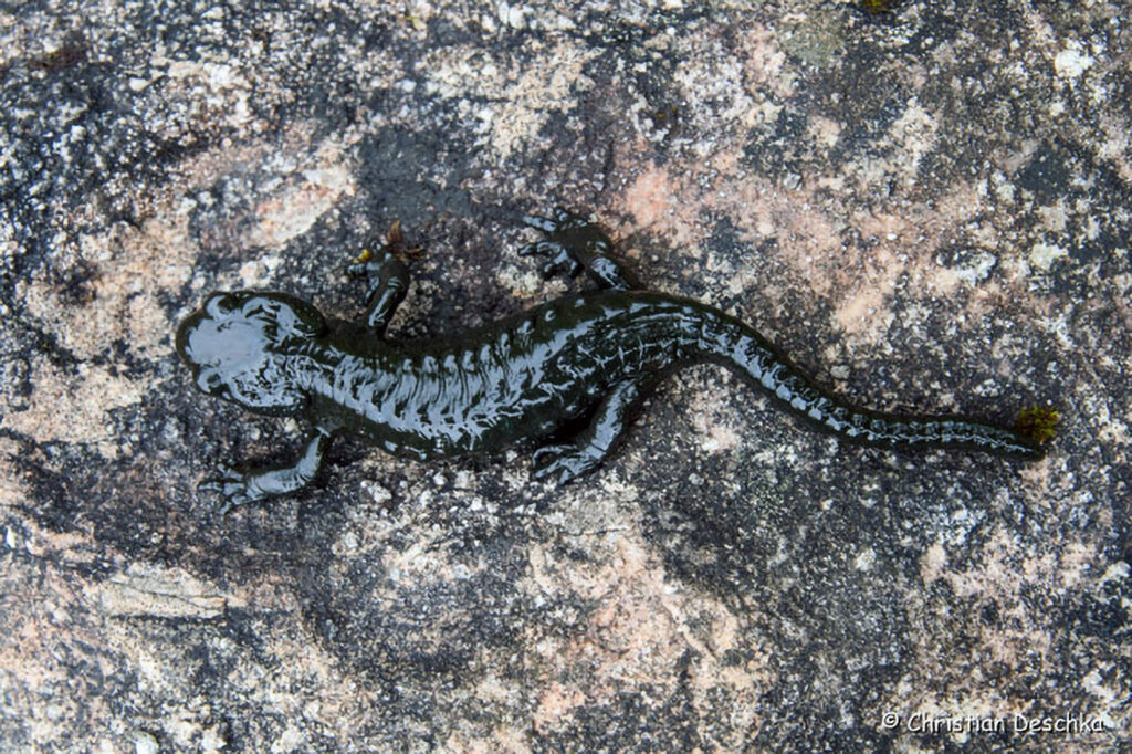023_Alpensalamander.jpg 023_Alpensalamander