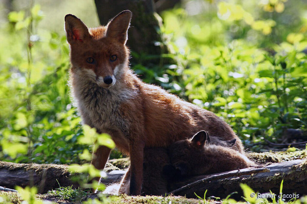 023_Rotfuchs.jpg 023_Rotfuchs