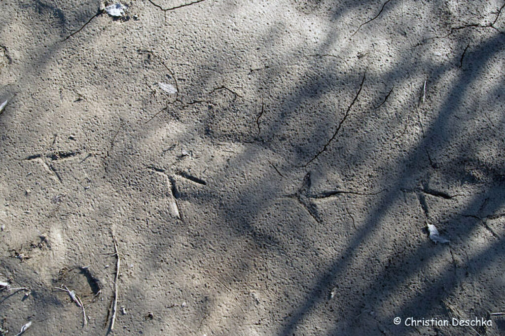 023_Tierspuren-Fotoquiz