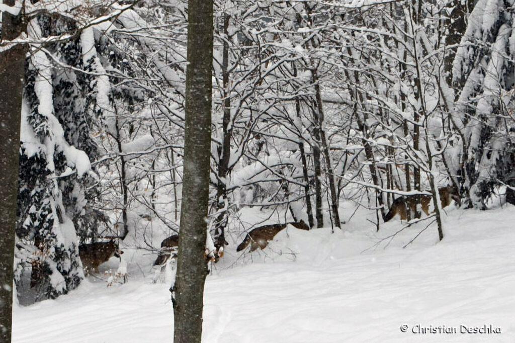 023_Tierspuren-Fotos