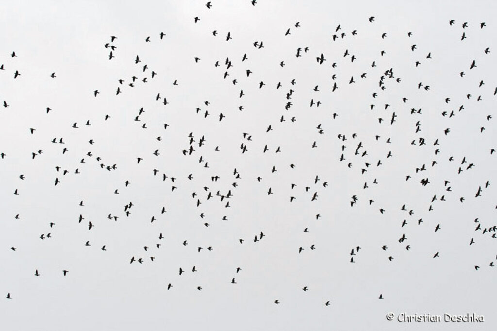 023_Wildtauben.jpg 023_Wildtauben