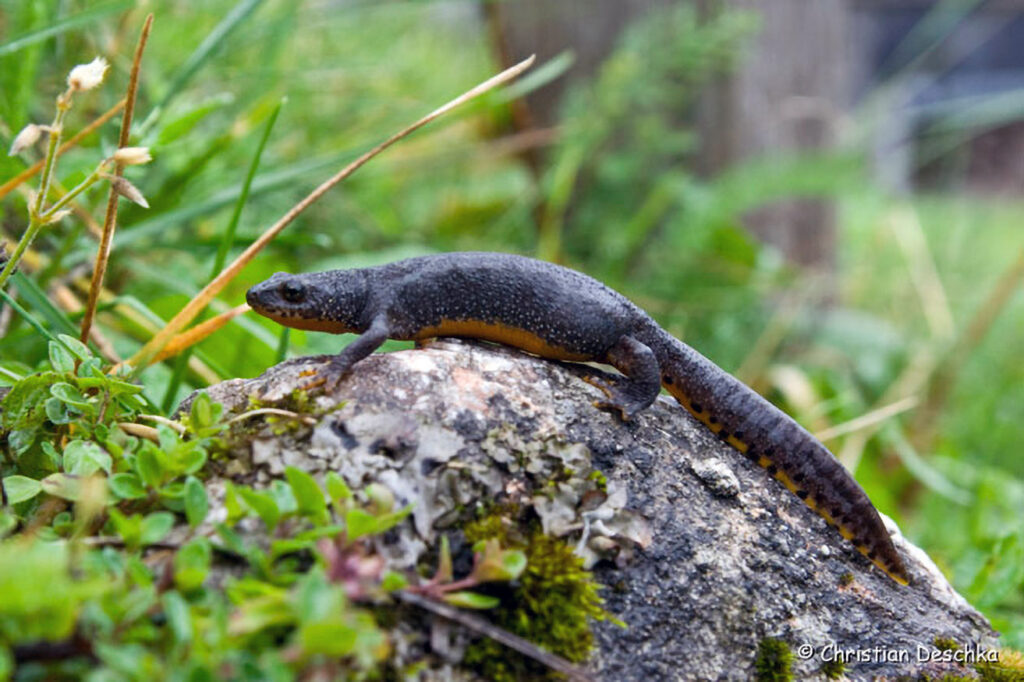 024_Alpensalamander.jpg 024_Alpensalamander