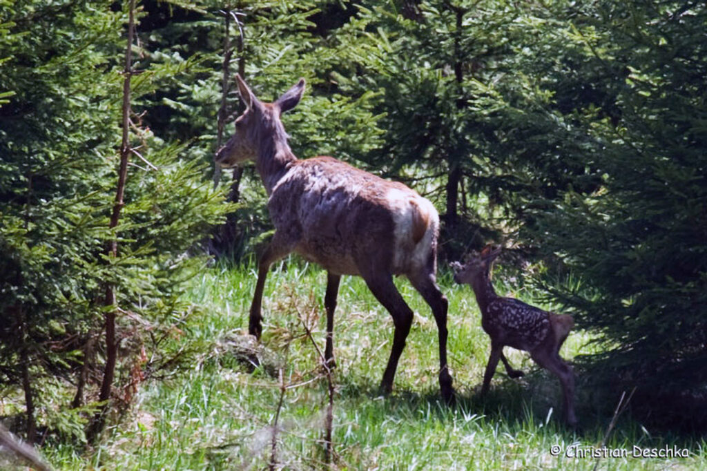 024_Rothirsch.jpg 024_Rothirsch