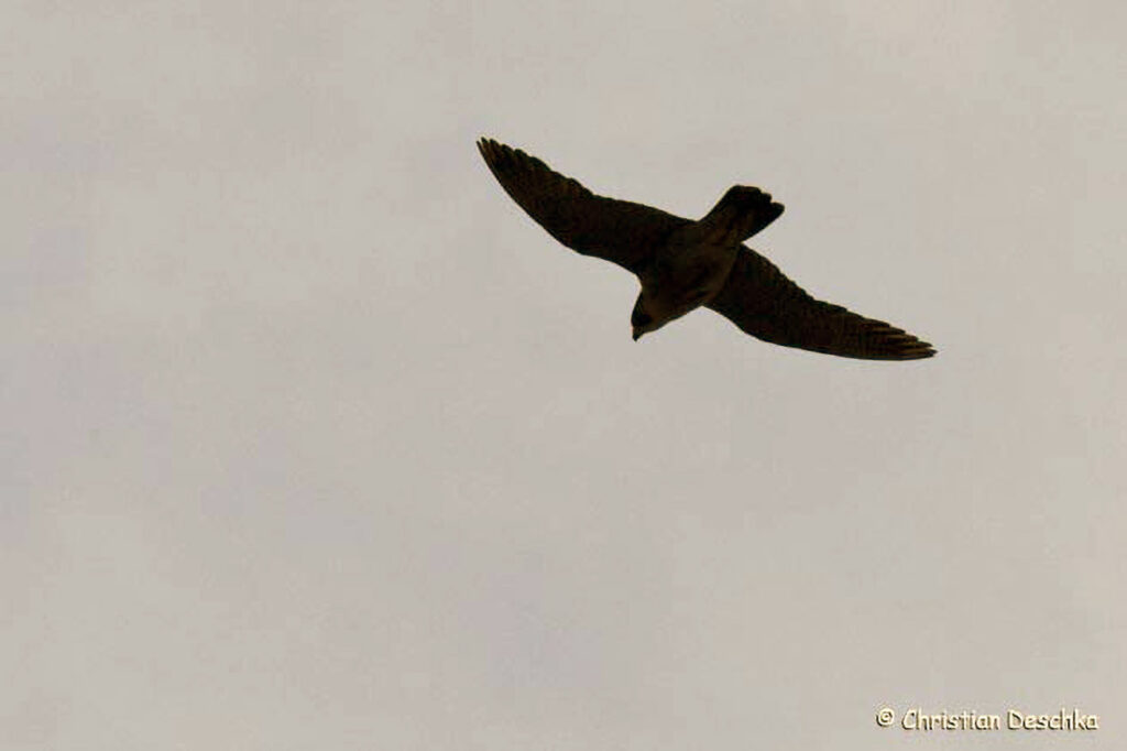 024_Wildtauben.jpg 024_Wildtauben