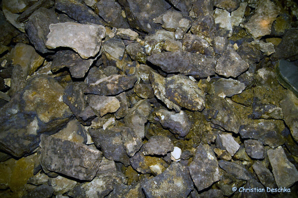 025_Fledermaeuse.jpg 025_Fledermaeuse