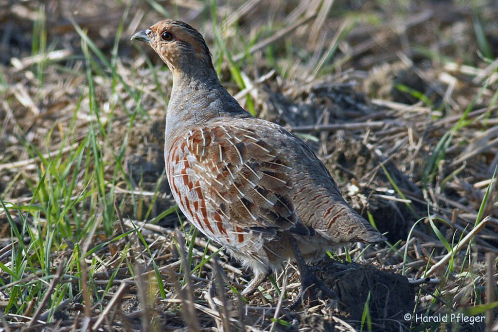 025_Jagd.jpg 025_Jagd