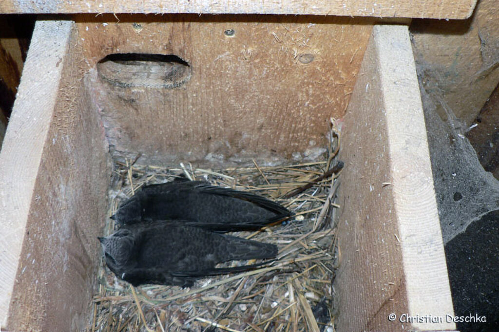 025_Mauerseglerprojekt