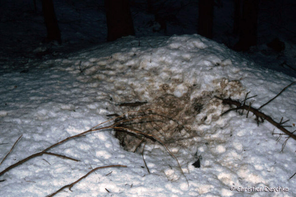 025_Tierspuren-im-Schnee.jpg 025_Tierspuren-im-Schnee