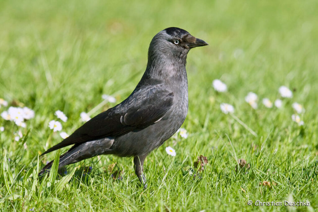 025_Voegel-an-Gebaeuden