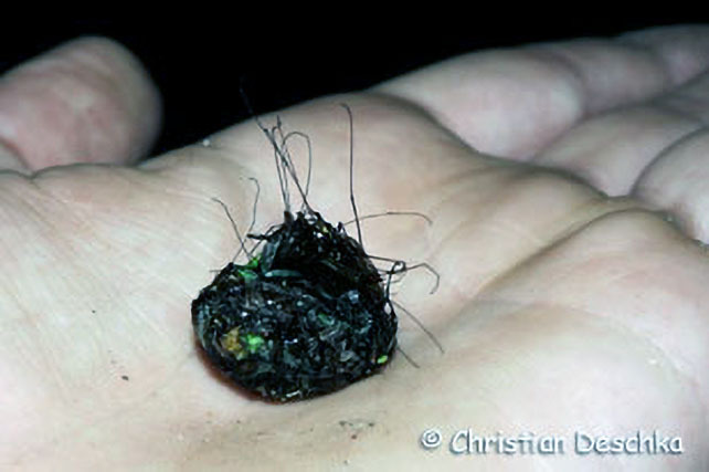 026_2_Mauerseglerprojekt