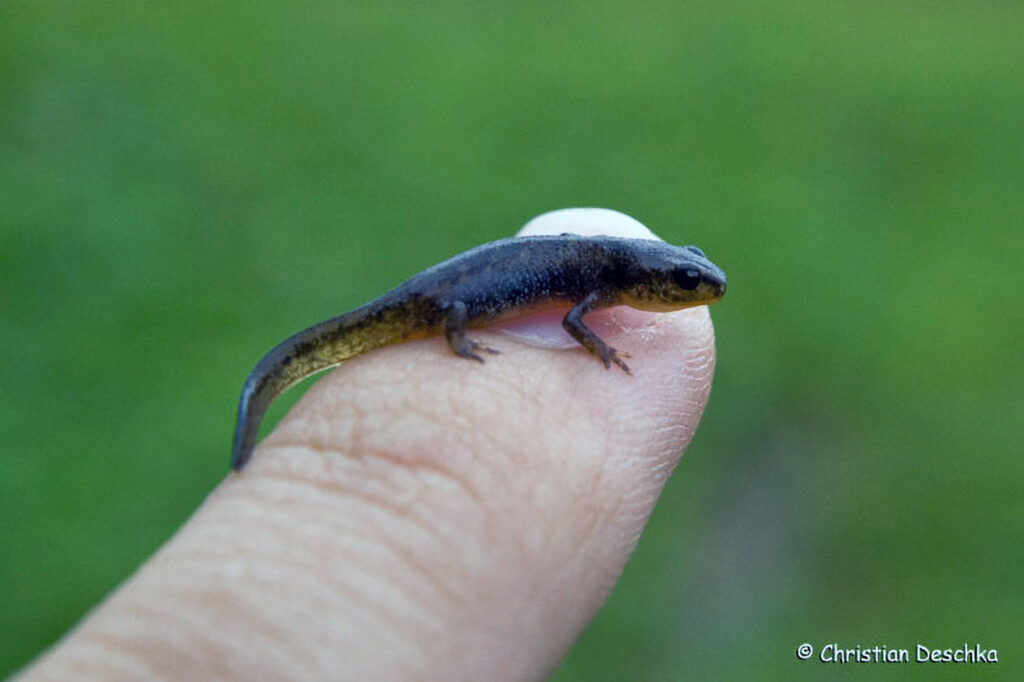 026_Alpensalamander.jpg 026_Alpensalamander