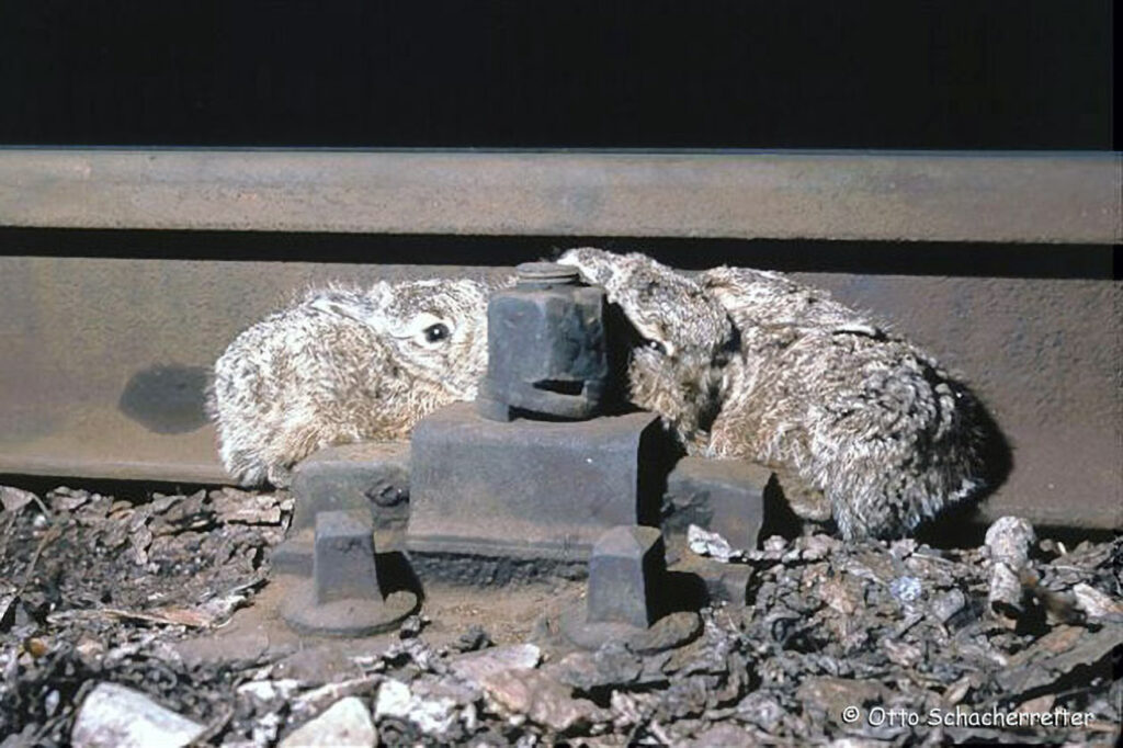 026_Feldhase.jpg 026_Feldhase