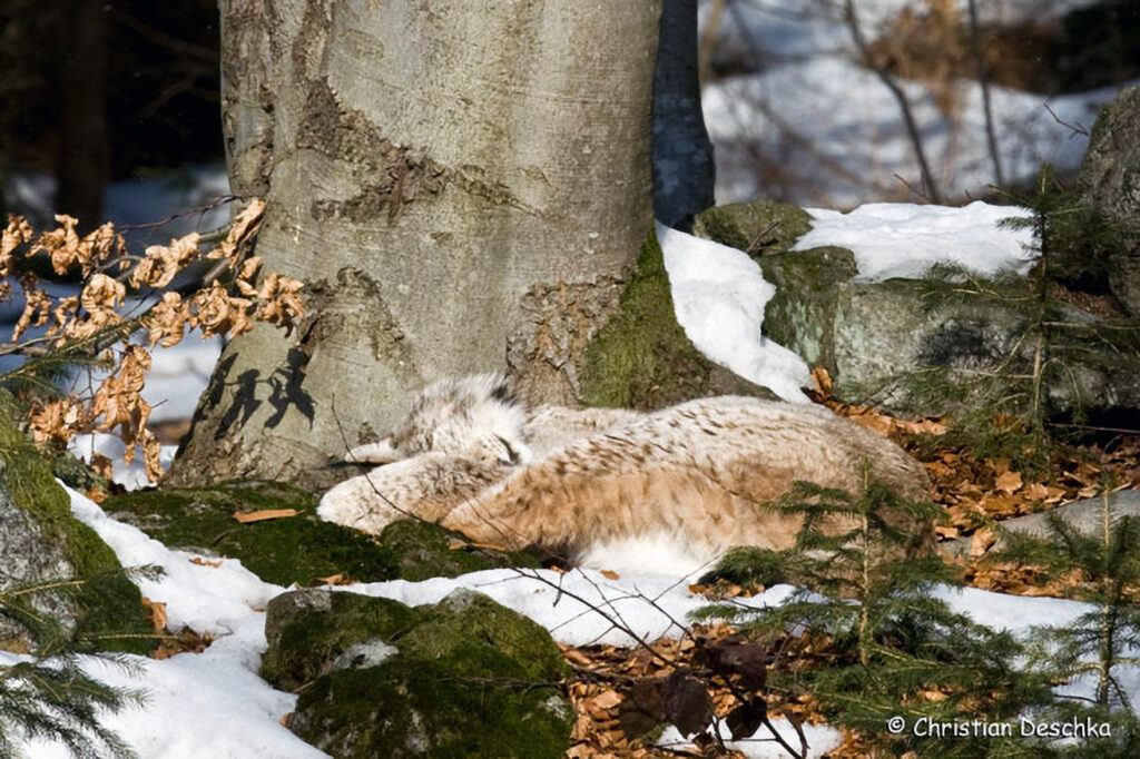 026_Luchs.jpg 026_Luchs