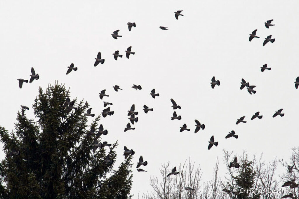 026_Wildtauben.jpg 026_Wildtauben