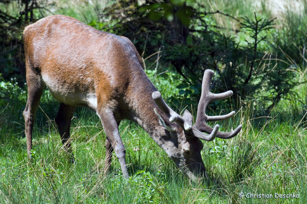 027_Rothirsch