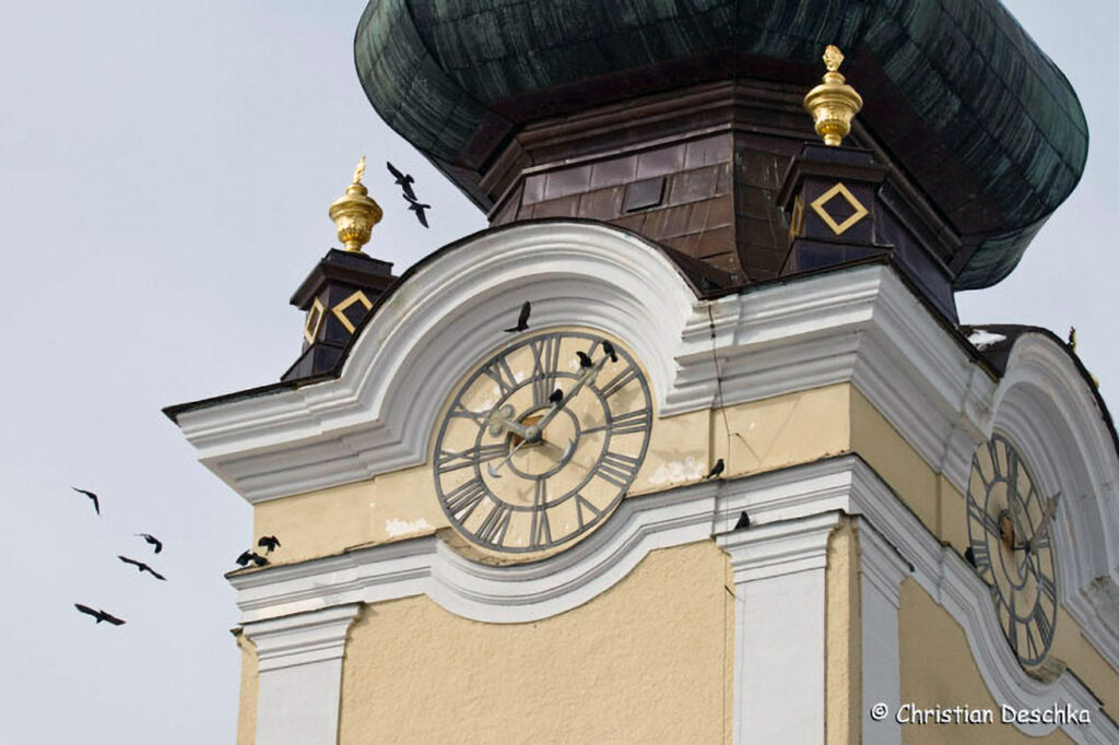 027_Voegel-an-Gebaeuden.jpg 027_Voegel-an-Gebaeuden
