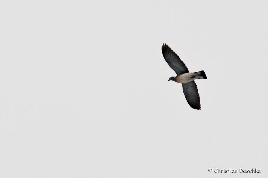 027_Wildtauben.jpg 027_Wildtauben