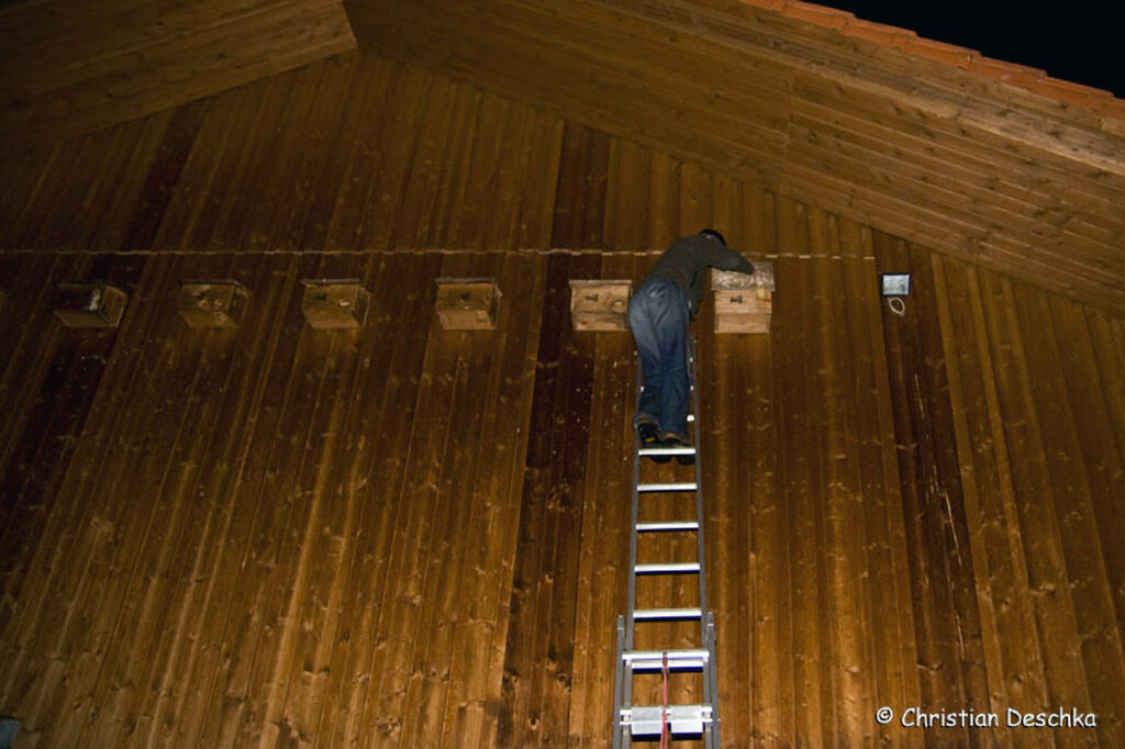 028_Mauerseglerprojekt.jpg 028_Mauerseglerprojekt