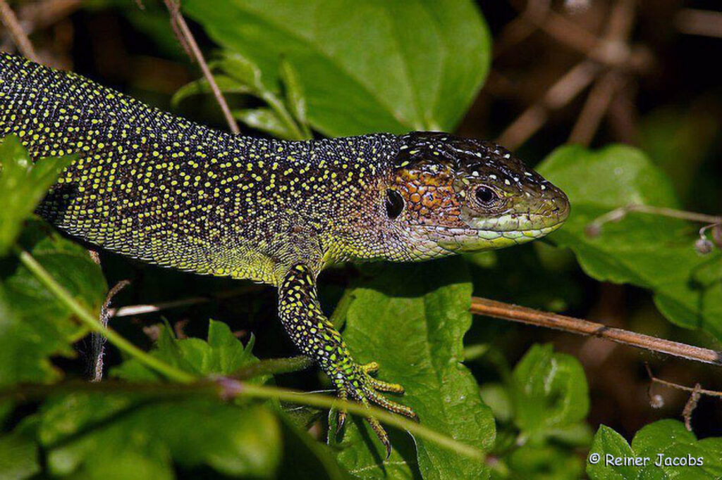 028_Reptilien