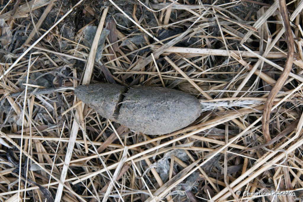 028_Tierspuren-Fotos