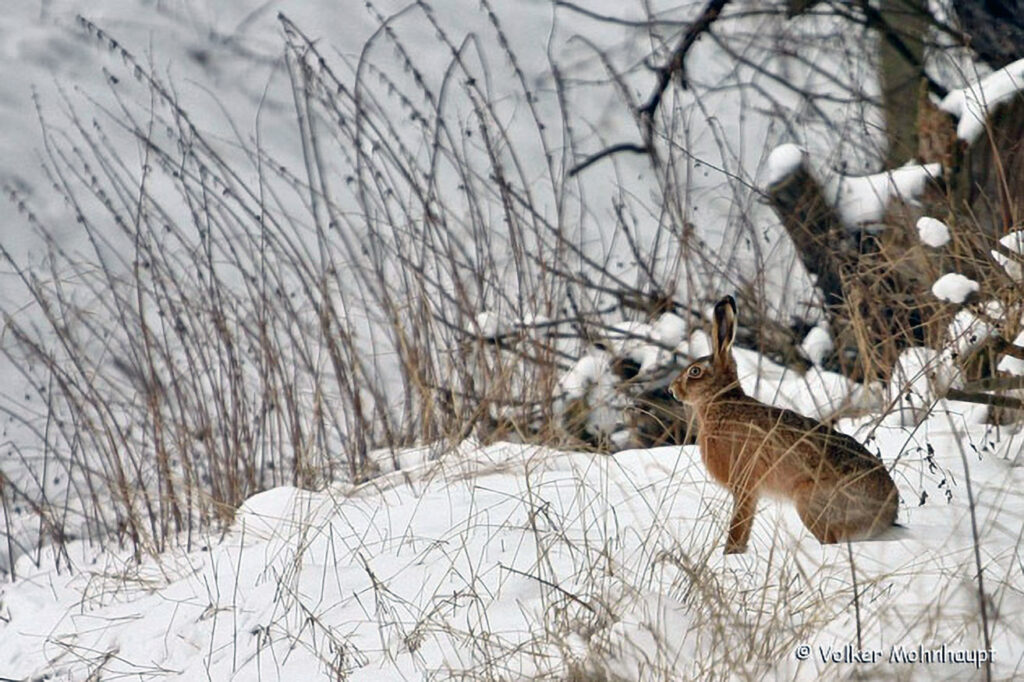 028_Tierspuren-im-Schnee