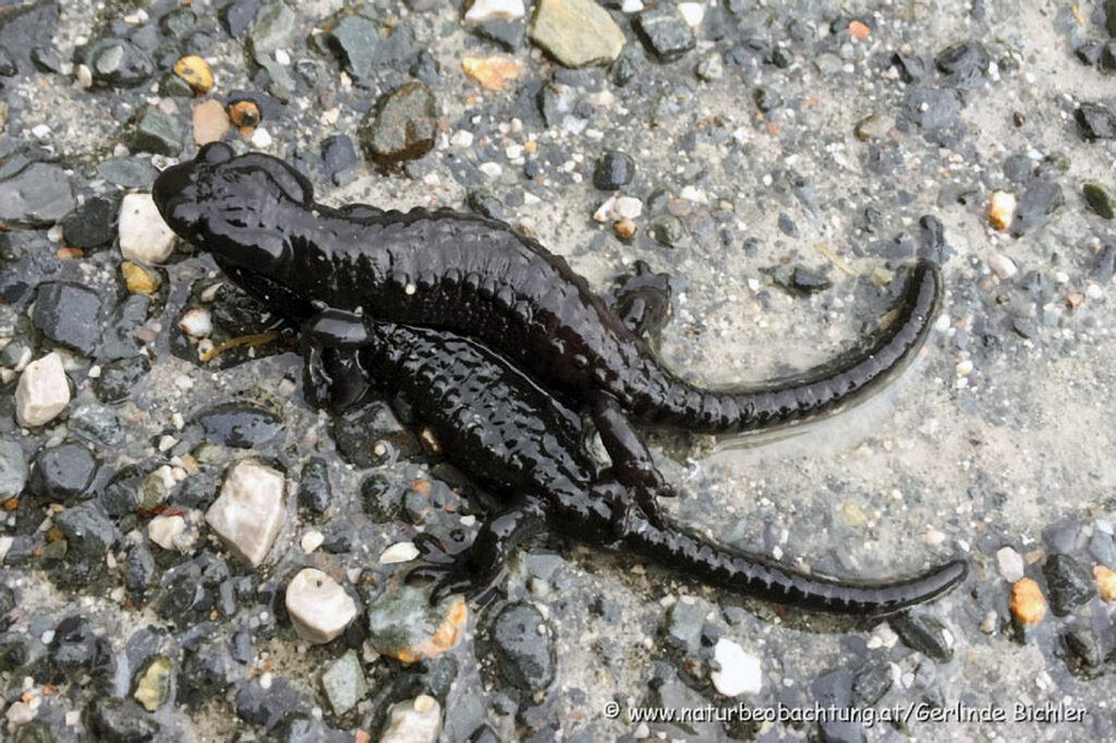 029_Alpensalamander.jpg 029_Alpensalamander