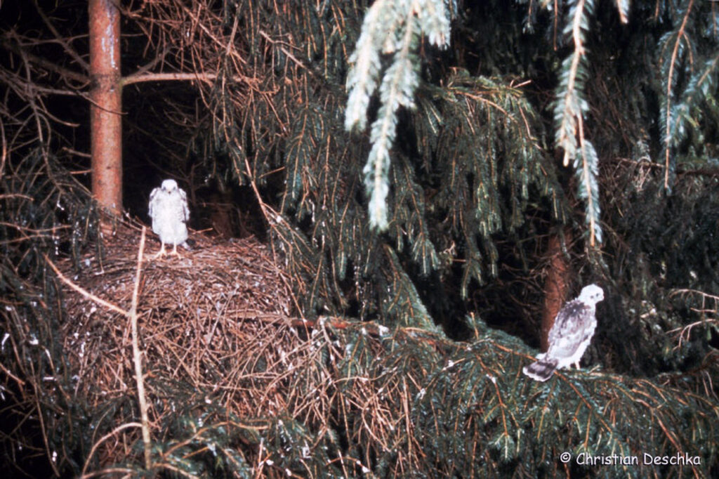 029_Greifvoegel.jpg 029_Greifvoegel