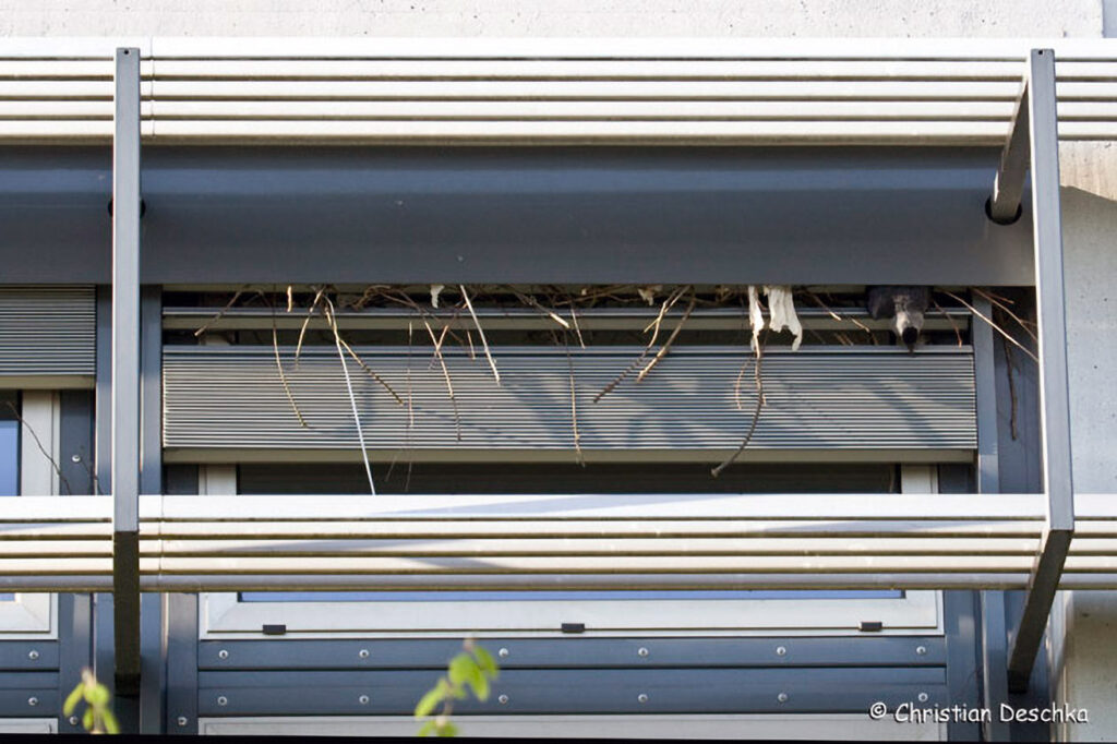 029_Voegel-an-Gebaeuden