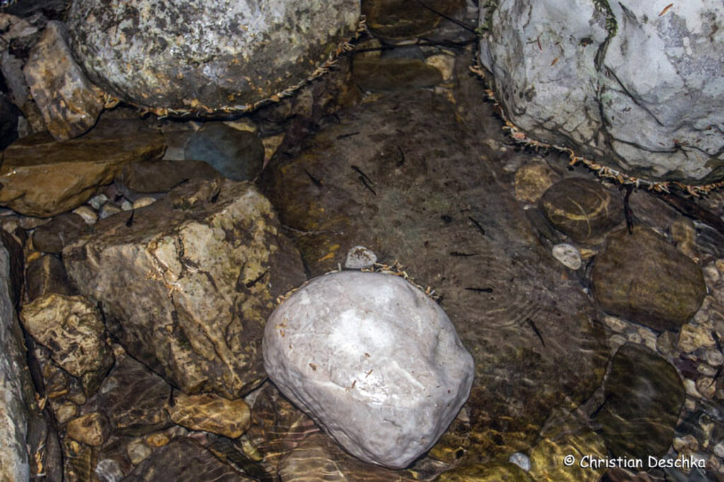 030_Alpensalamander.jpg 030_Alpensalamander