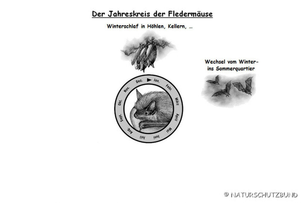 030_Fledermaeuse.jpg 030_Fledermaeuse