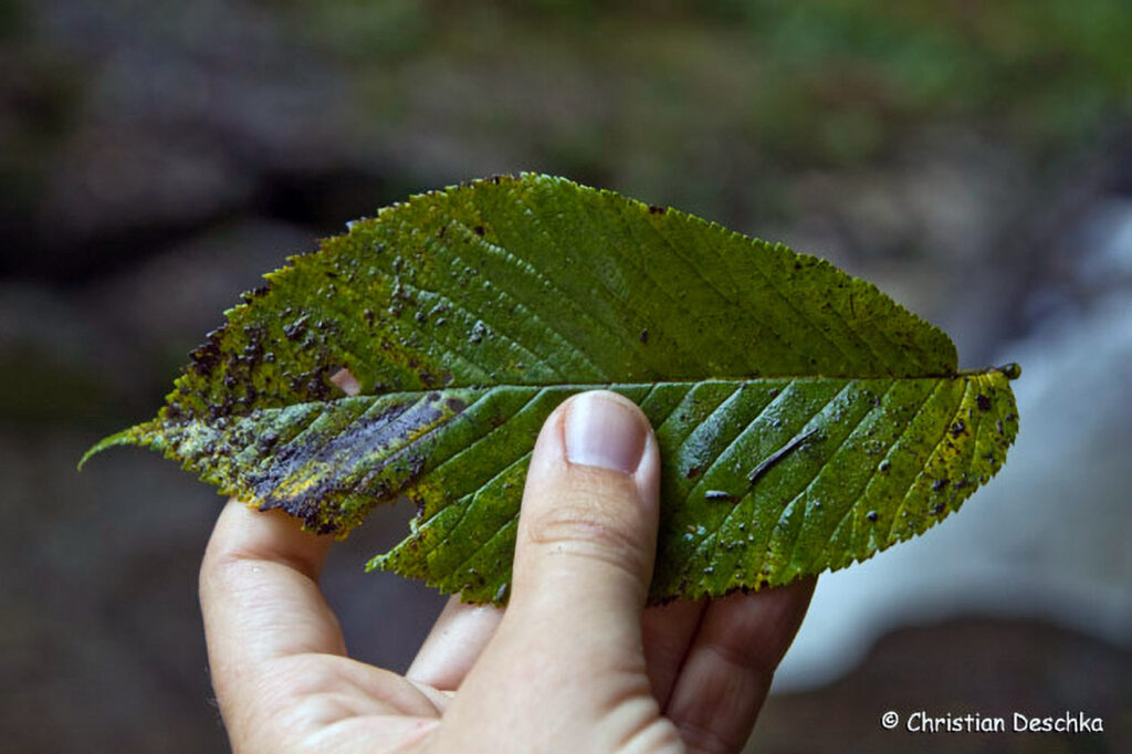 030_Naturschutzgebiet-Pesenbachtal