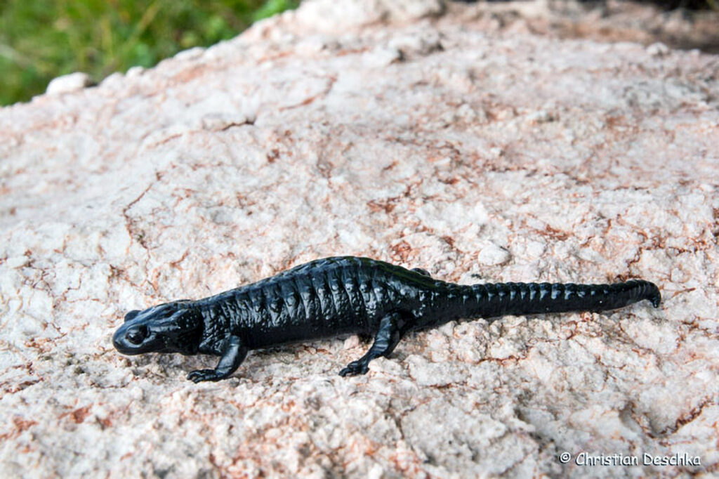 031_Alpensalamander.jpg 031_Alpensalamander