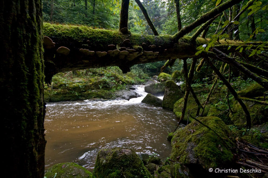 031_Naturschutzgebiet-Pesenbachtal