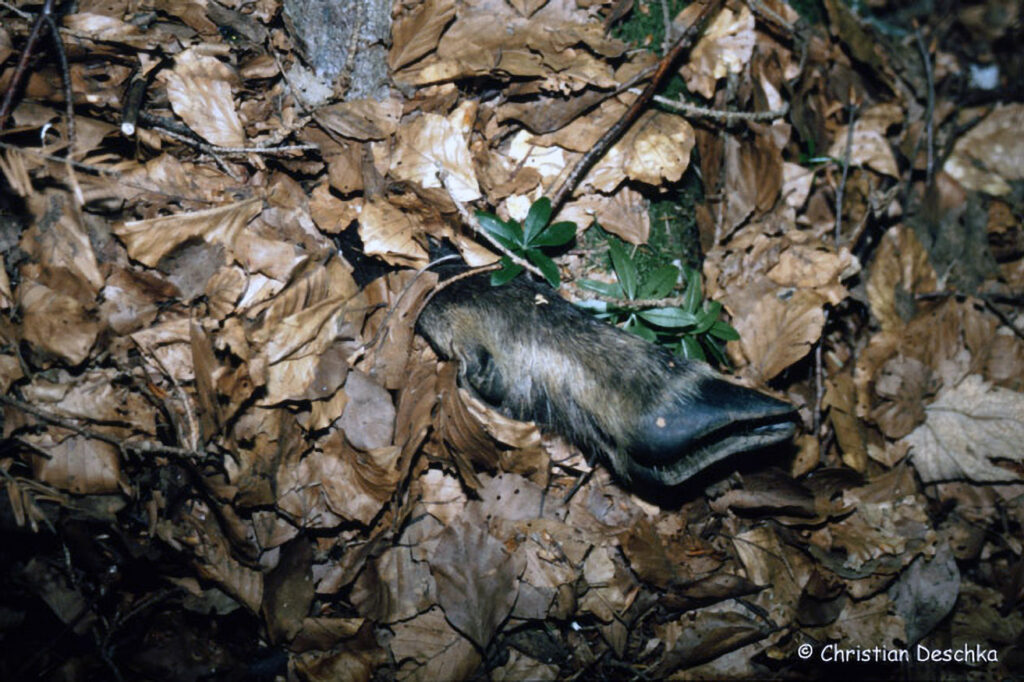 031_Tierspuren-Fotos