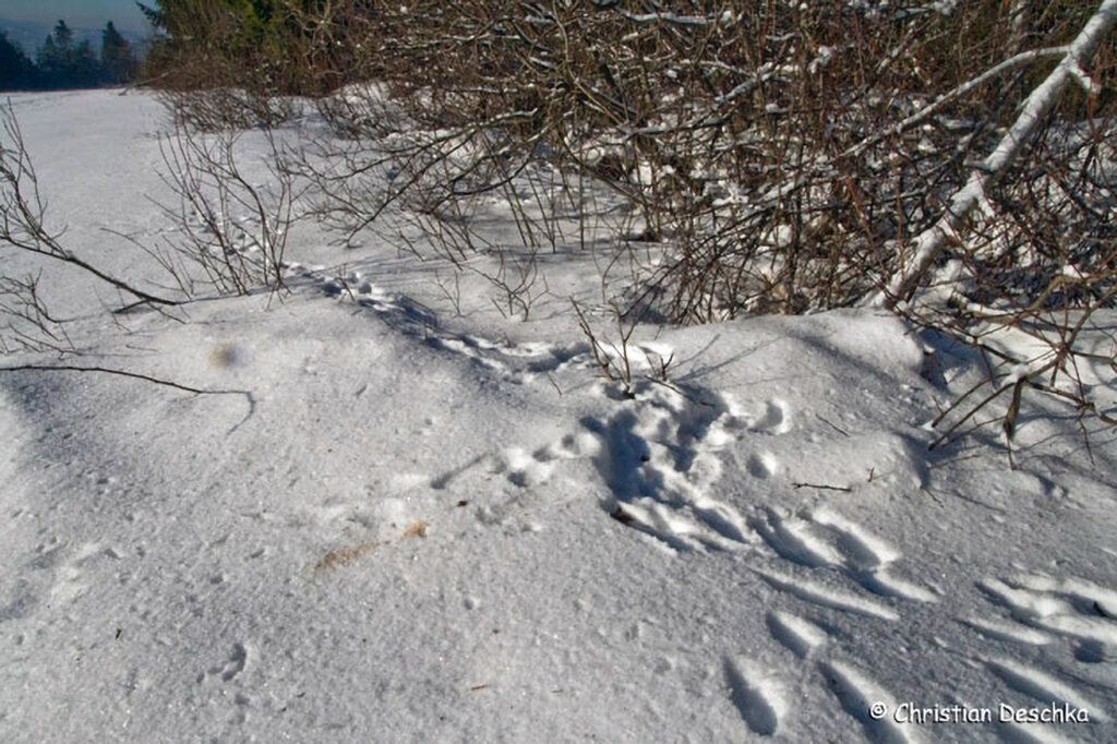 032_Tierspuren-im-Schnee.jpg 032_Tierspuren-im-Schnee