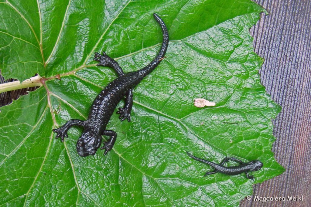 033_Alpensalamander.jpg 033_Alpensalamander