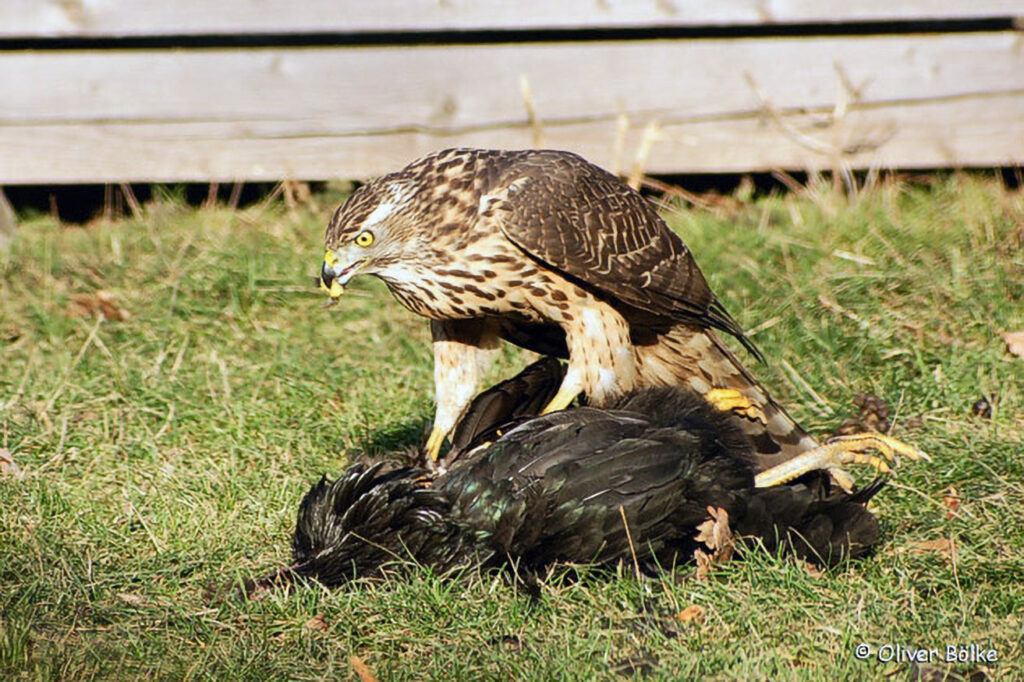 033_Greifvoegel.jpg 033_Greifvoegel